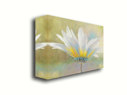 A photo of a white daisy in the sunlight, against a soft green background. Printed on canvas.