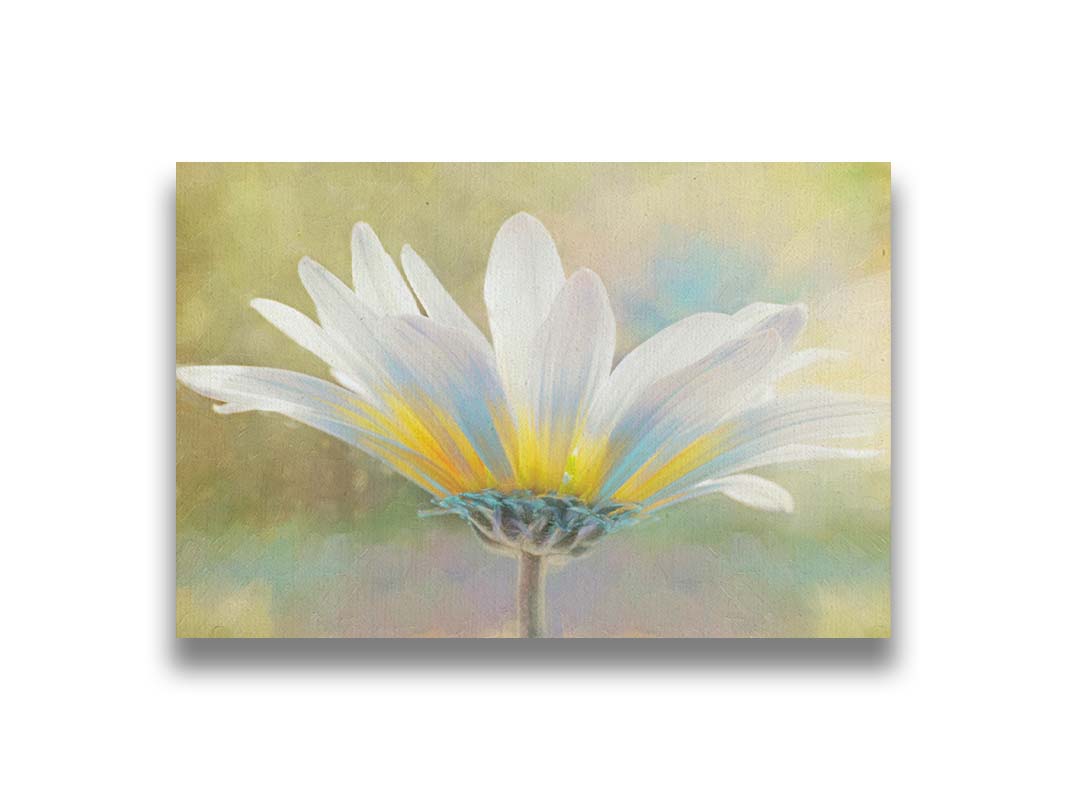 A photo of a white daisy in the sunlight, against a soft green background. Printed on canvas.