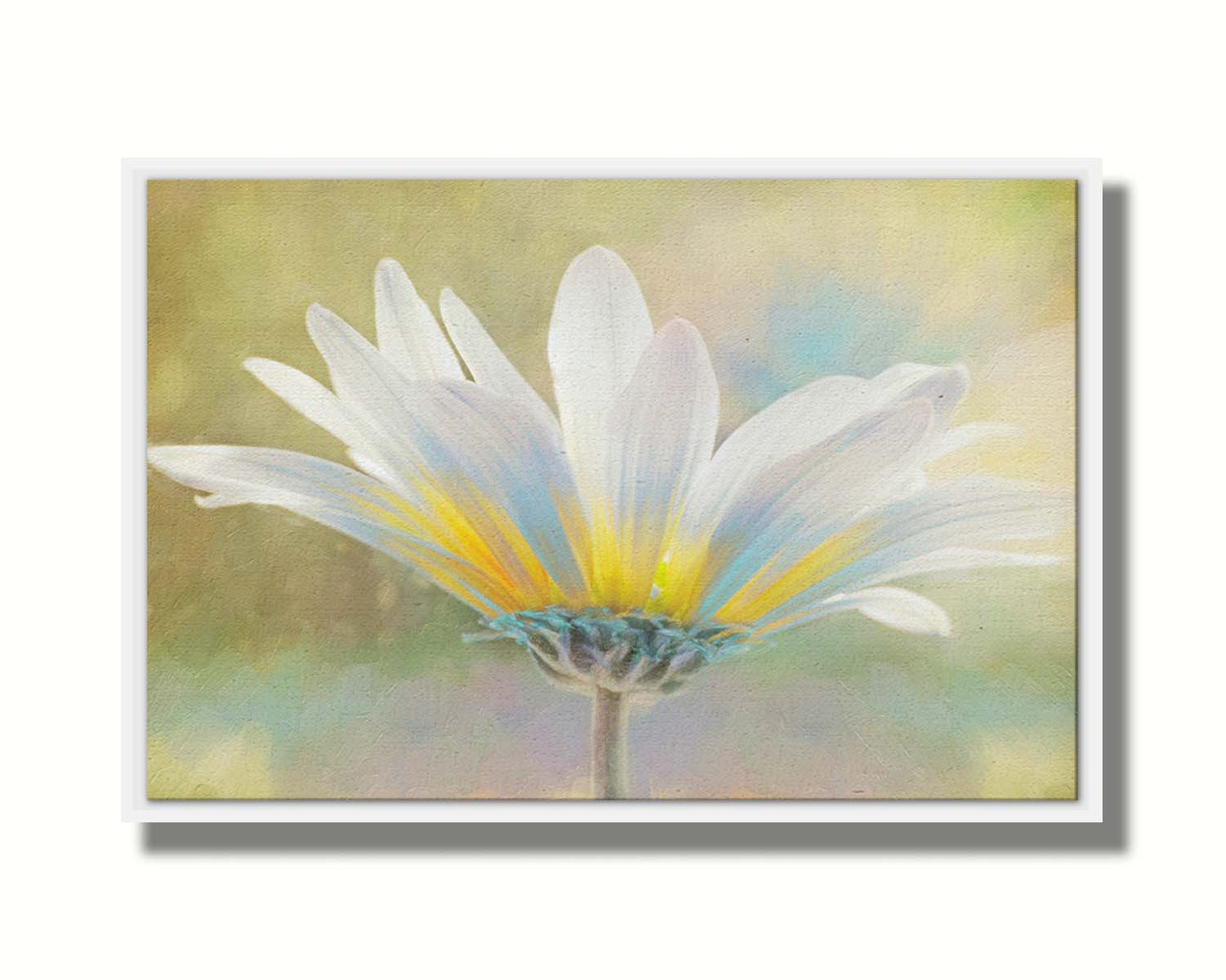 A photo of a white daisy in the sunlight, against a soft green background. Printed on canvas in a float frame.