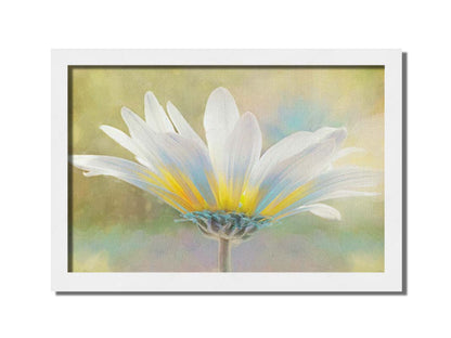 A photo of a white daisy in the sunlight, against a soft green background. Printed on canvas and framed.