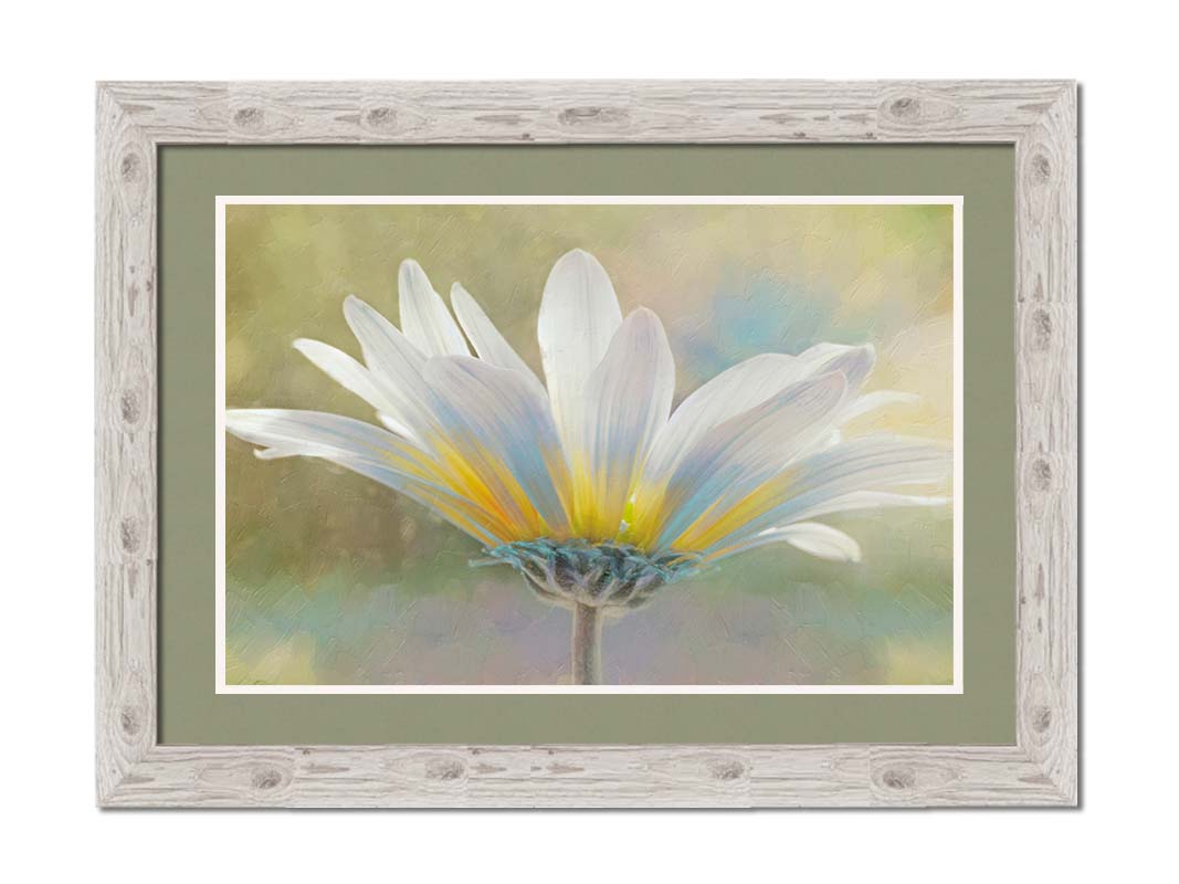 A photo of a white daisy in the sunlight, against a soft green background. Printed on paper, matted, and framed.