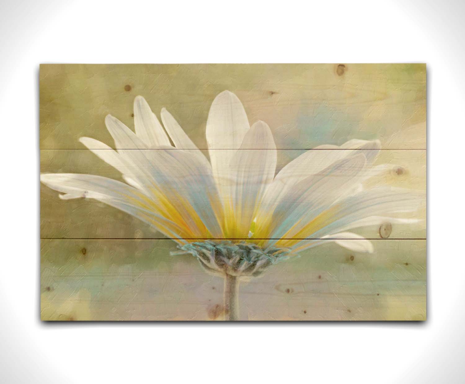 A photo of a white daisy in the sunlight, against a soft green background. Printed on a wood pallet.