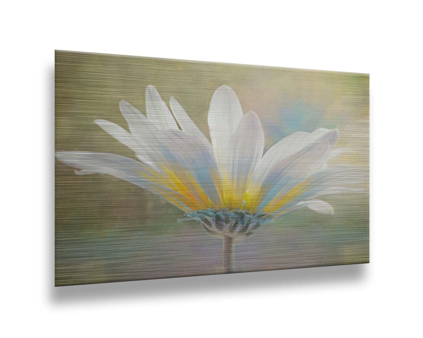 A photo of a white daisy in the sunlight, against a soft green background. Printed on metal.