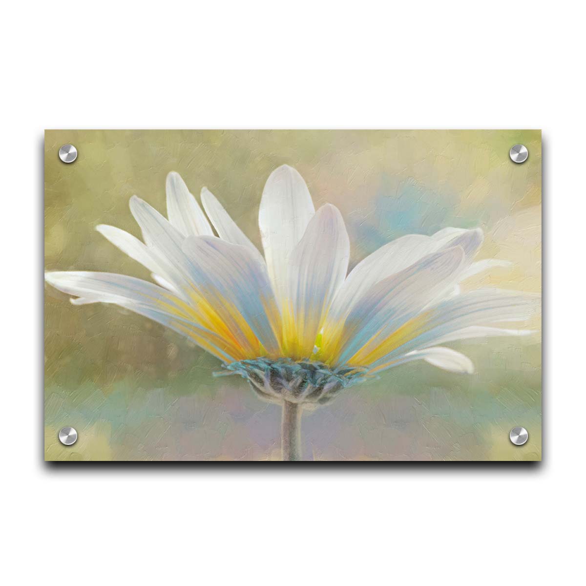 A photo of a white daisy in the sunlight, against a soft green background. Printed on acrylic.