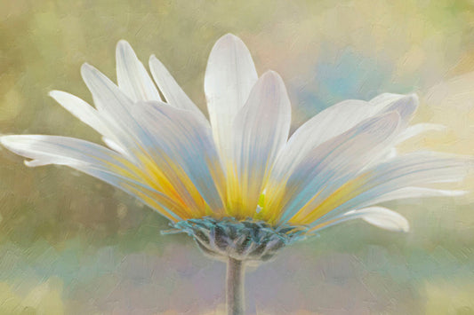 A photo of a white daisy in the sunlight, against a soft green background. 