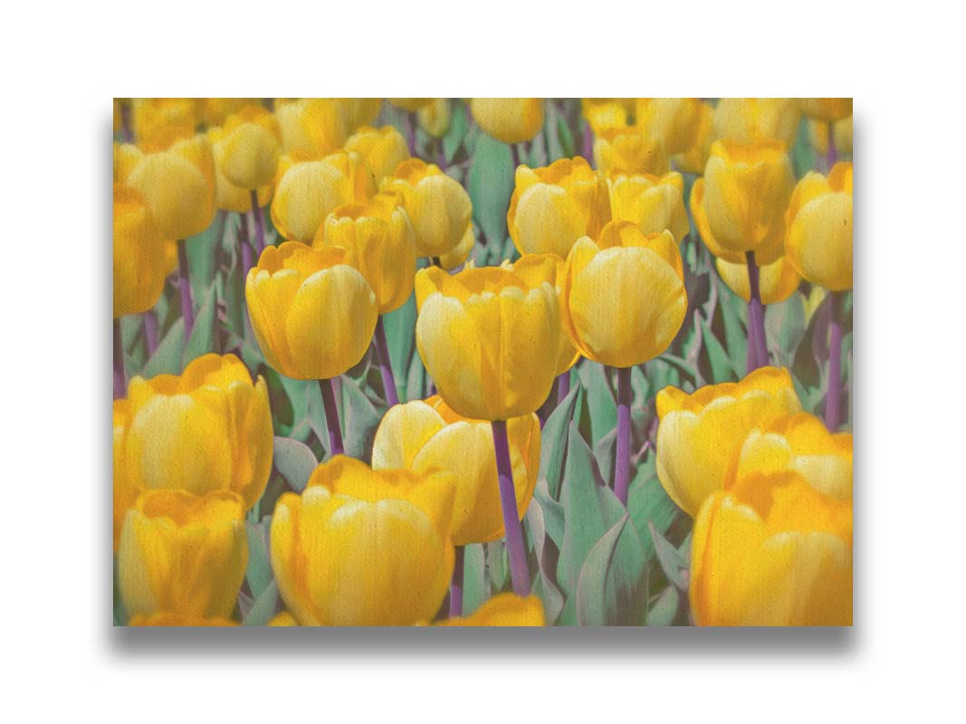 A photo of a garden of yellow tulips. Printed on canvas.