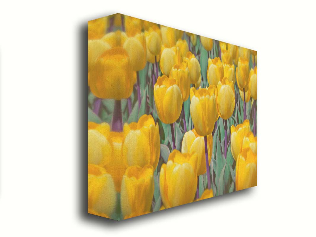 A photo of a garden of yellow tulips. Printed on canvas.
