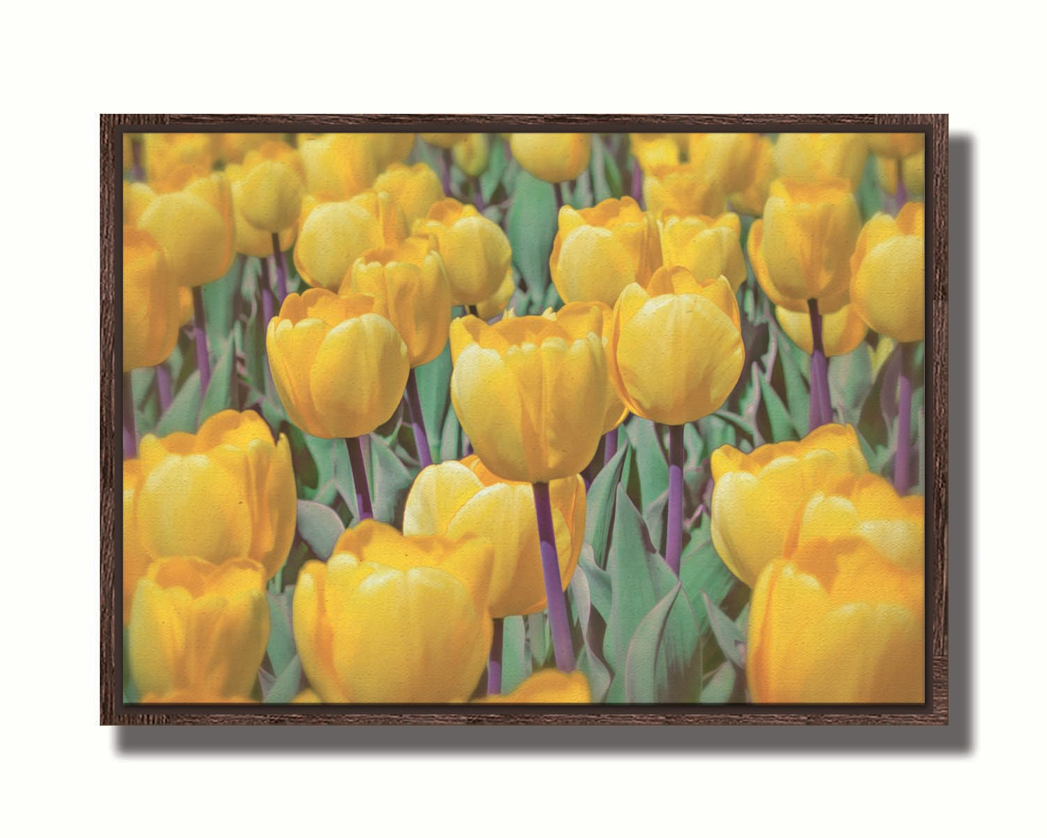 A photo of a garden of yellow tulips. Printed on canvas in a float frame.