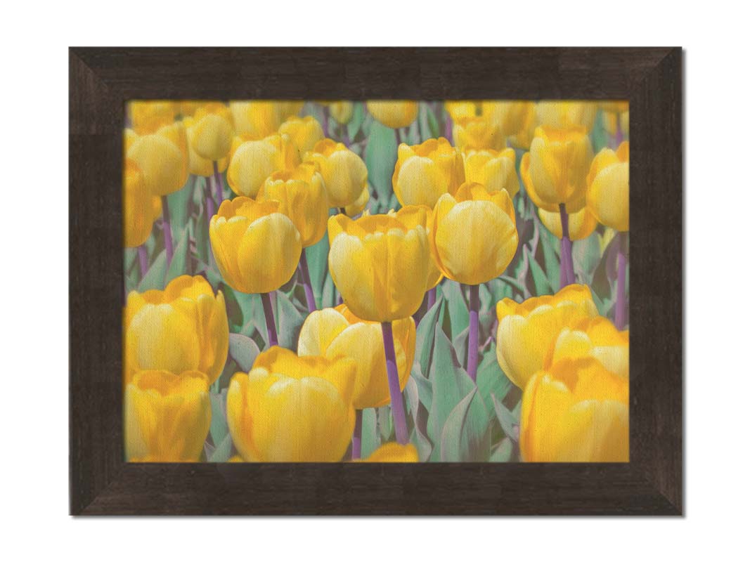 A photo of a garden of yellow tulips. Printed on canvas and framed.