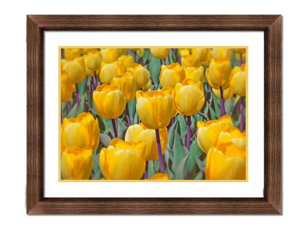 A photo of a garden of yellow tulips. Printed on paper, matted, and framed.