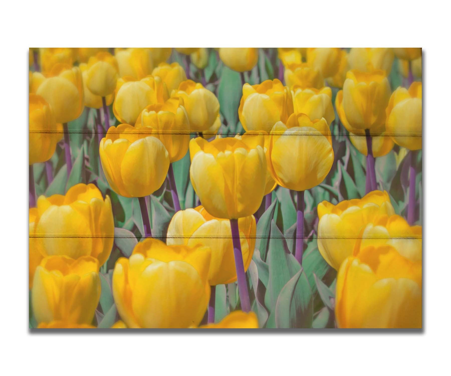 A photo of a garden of yellow tulips. Printed on a box board.