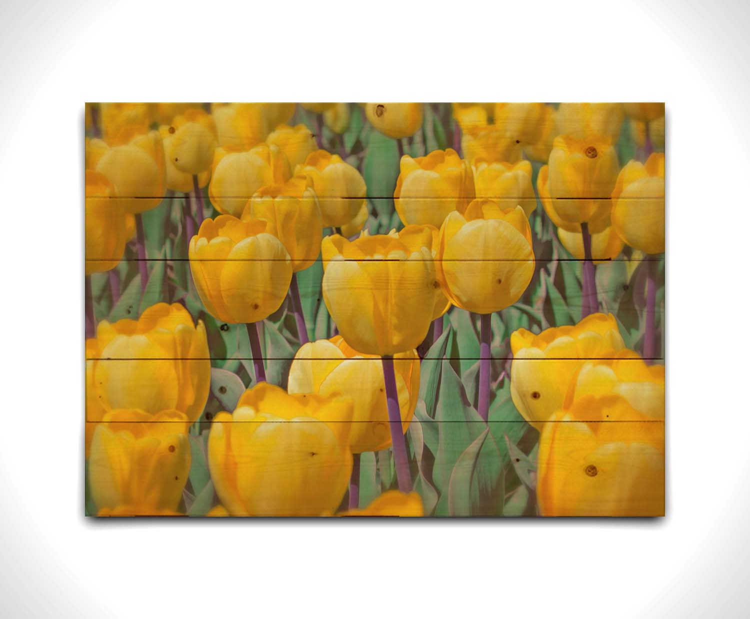 A photo of a garden of yellow tulips. Printed on a wood pallet.