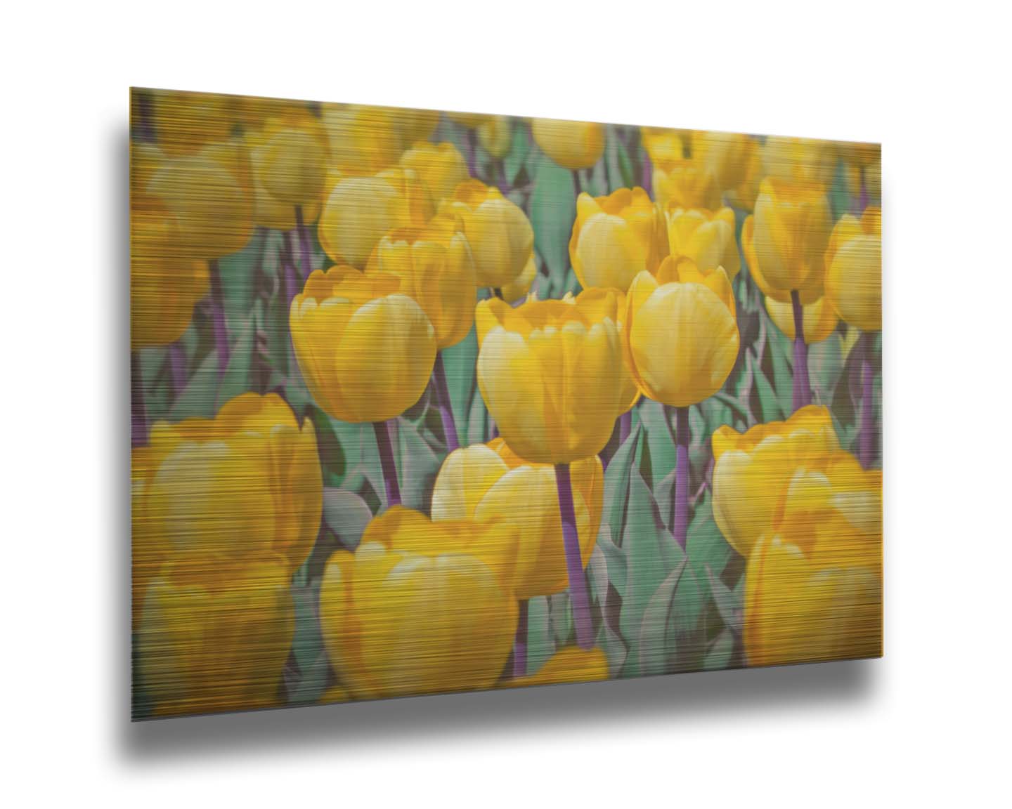 A photo of a garden of yellow tulips. Printed on metal.