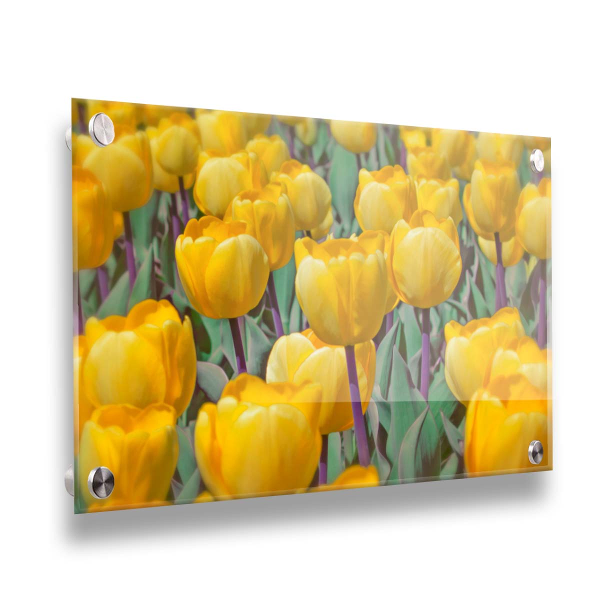 A photo of a garden of yellow tulips. Printed on acrylic.