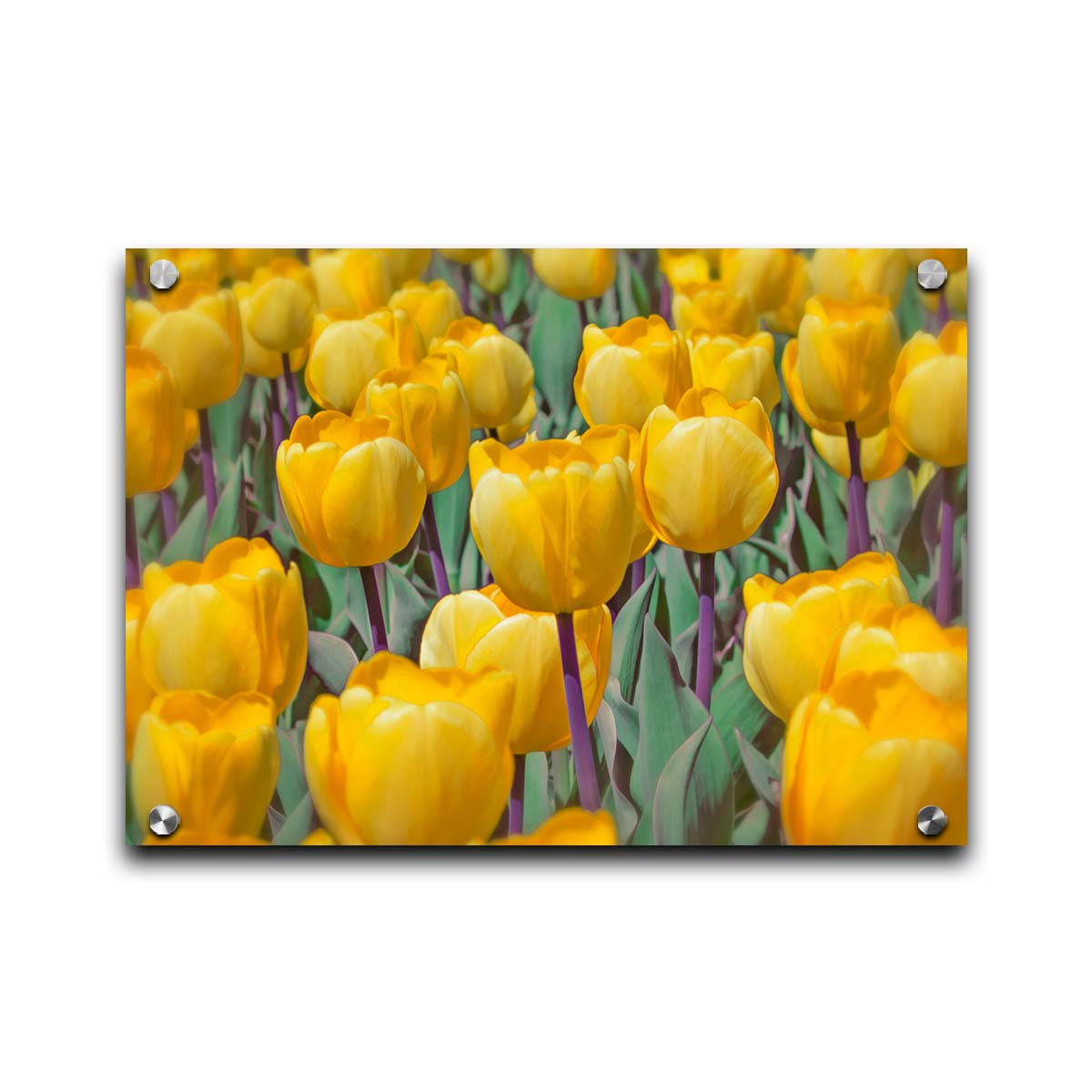 A photo of a garden of yellow tulips. Printed on acrylic.