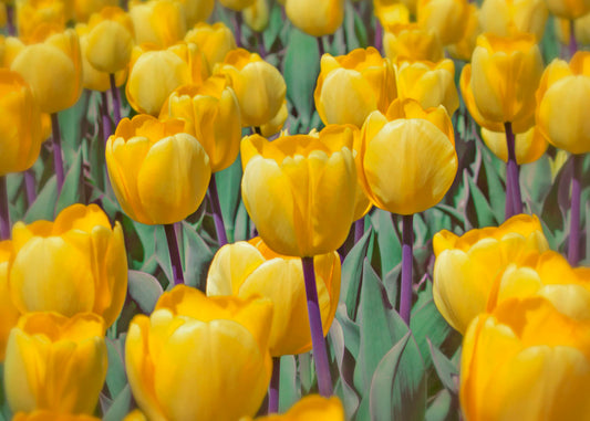 A photo of a garden of yellow tulips. 