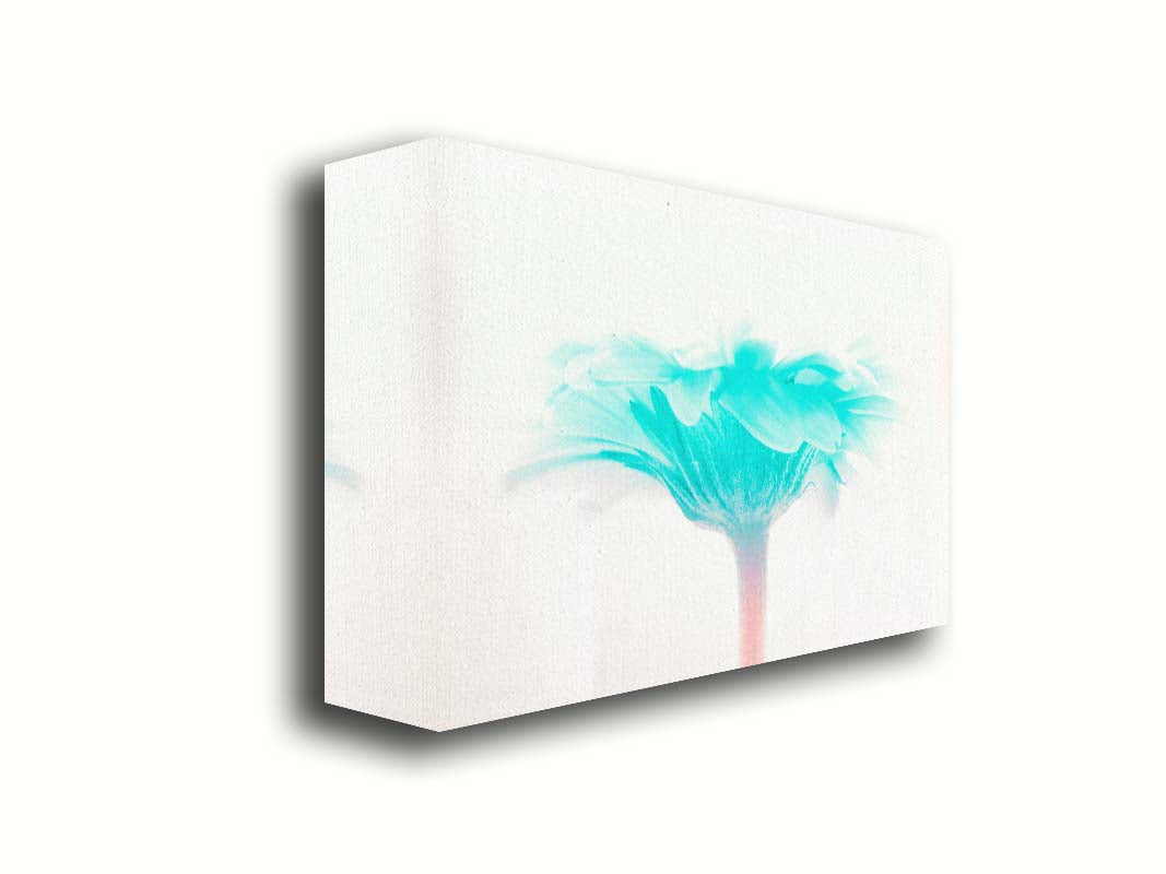 A photo of a side view of a brigt blue daisy against a white background. Printed on canvas.