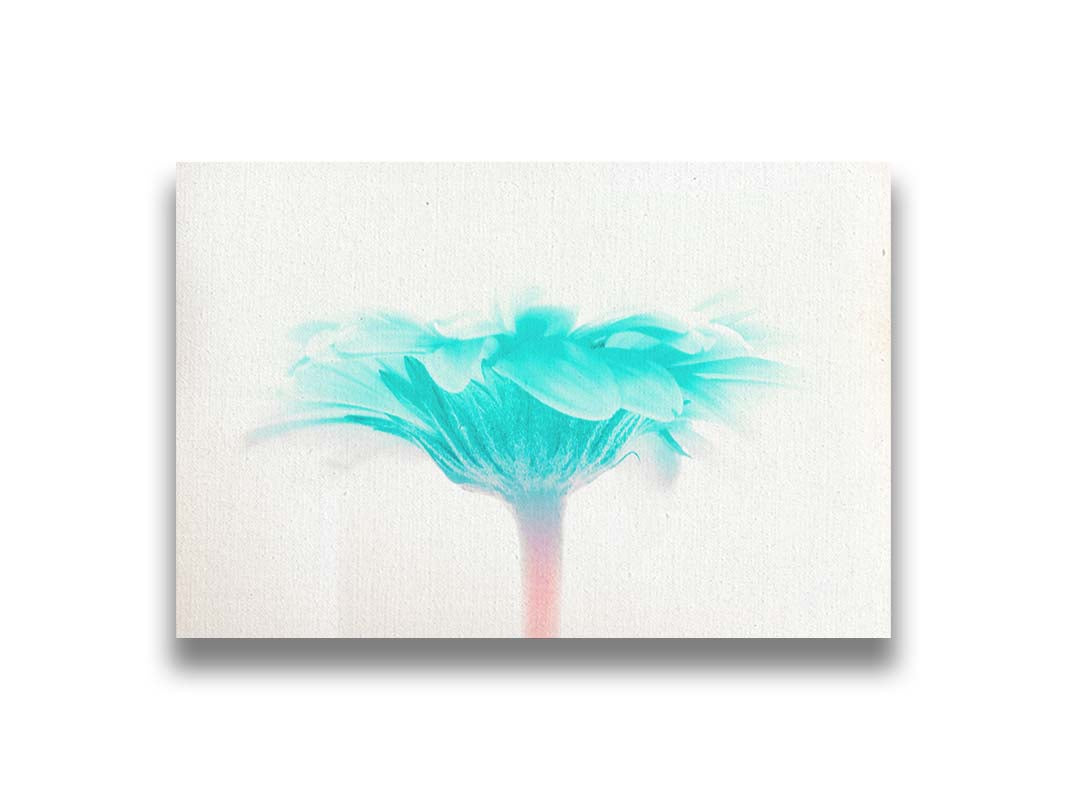 A photo of a side view of a bright blue daisy against a white background. Printed on canvas.
