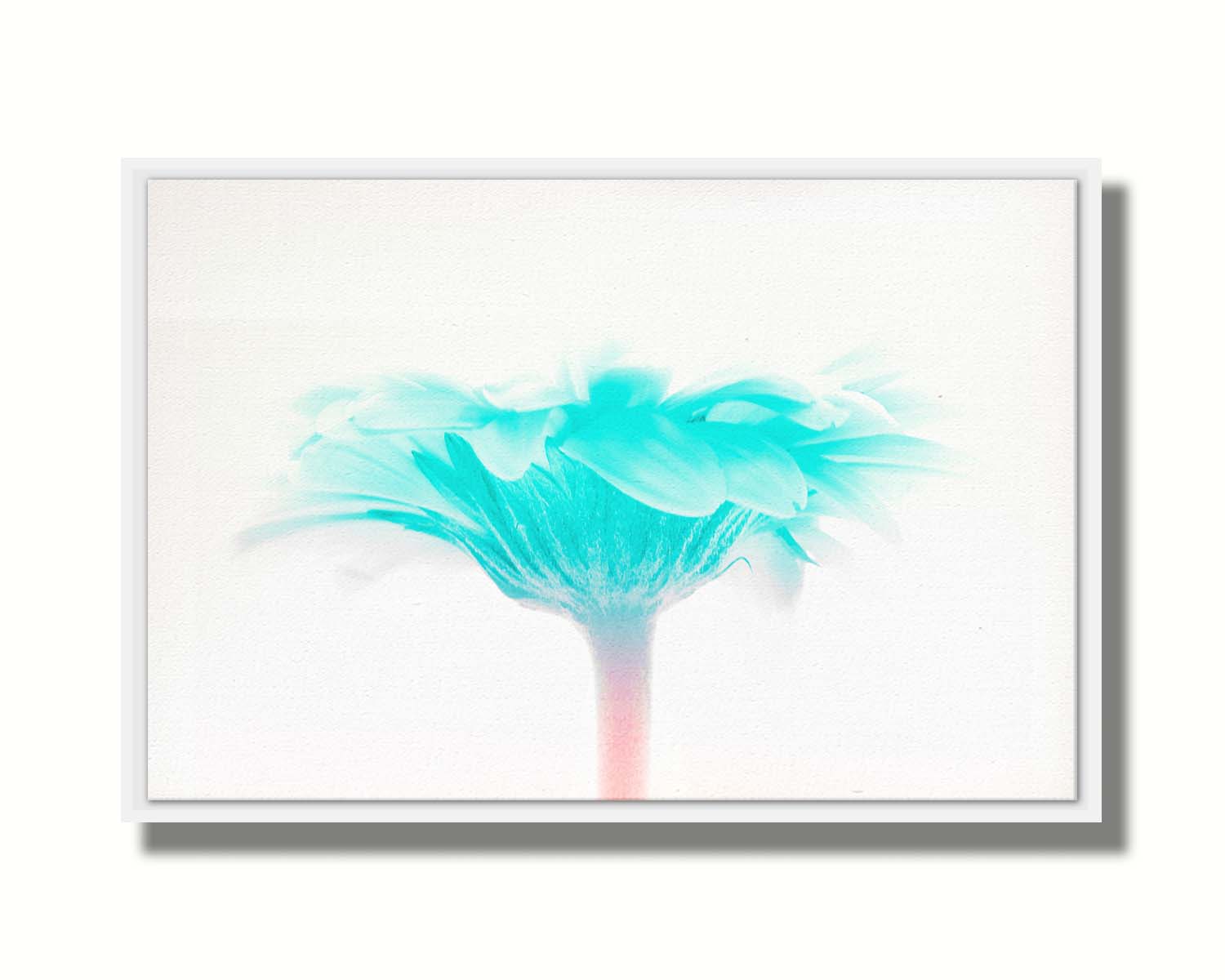 A photo of a side view of a bright blue daisy against a white background. Printed on canvas in a float frame.