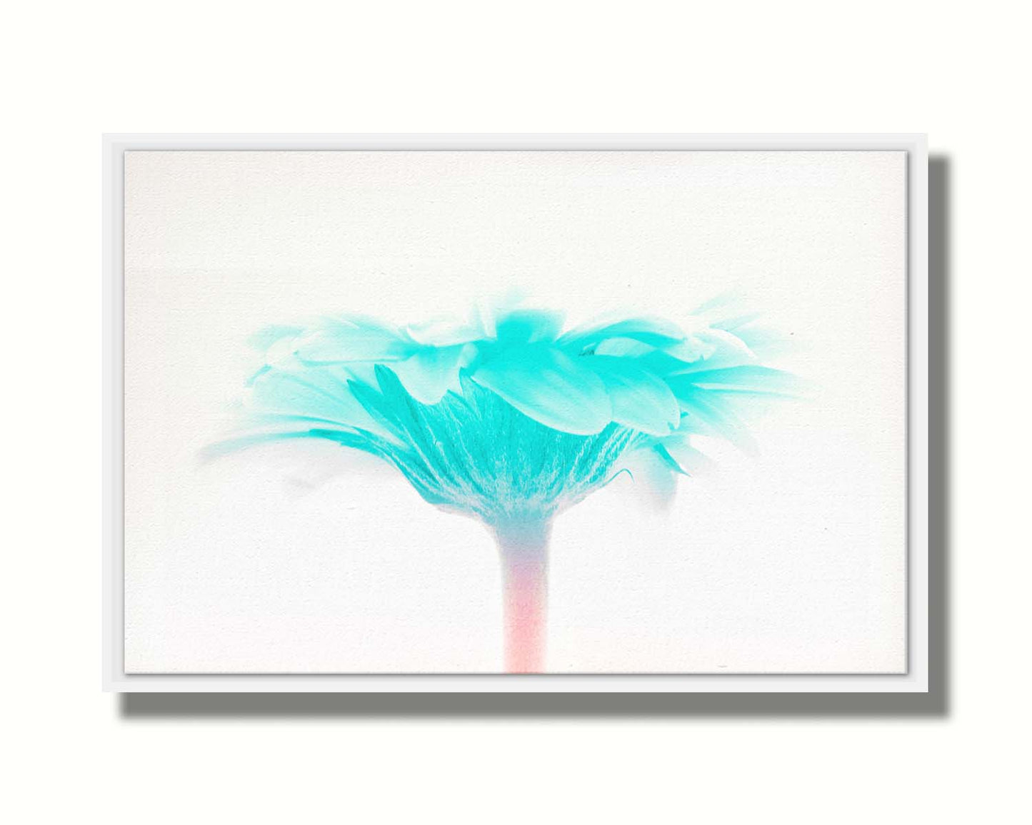 A photo of a side view of a brigt blue daisy against a white background. Printed on canvas in a float frame.