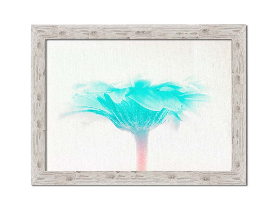 A photo of a side view of a bright blue daisy against a white background. Printed on canvas and framed.