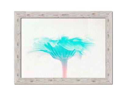 A photo of a side view of a brigt blue daisy against a white background. Printed on canvas and framed.