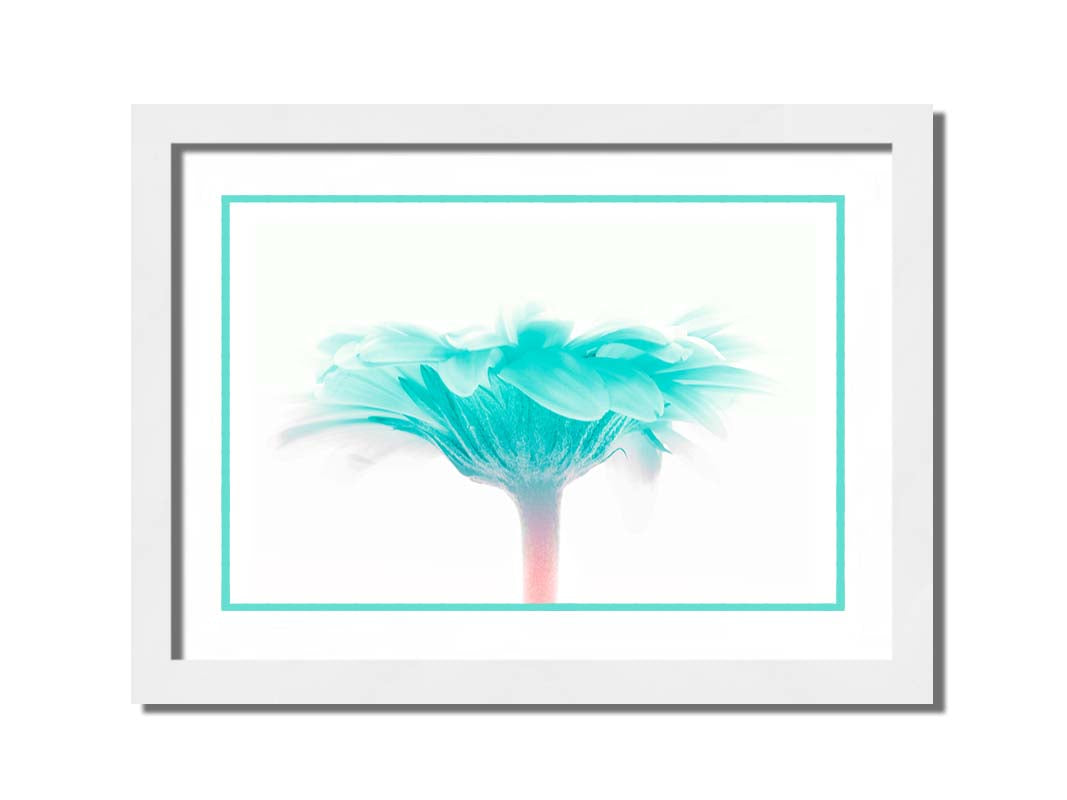 A photo of a side view of a bright blue daisy against a white background. Printed on paper, matted, and framed.