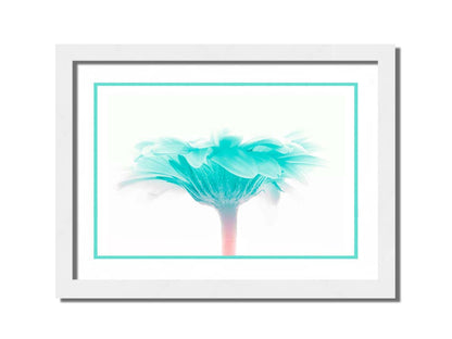 A photo of a side view of a brigt blue daisy against a white background. Printed on paper, matted, and framed.