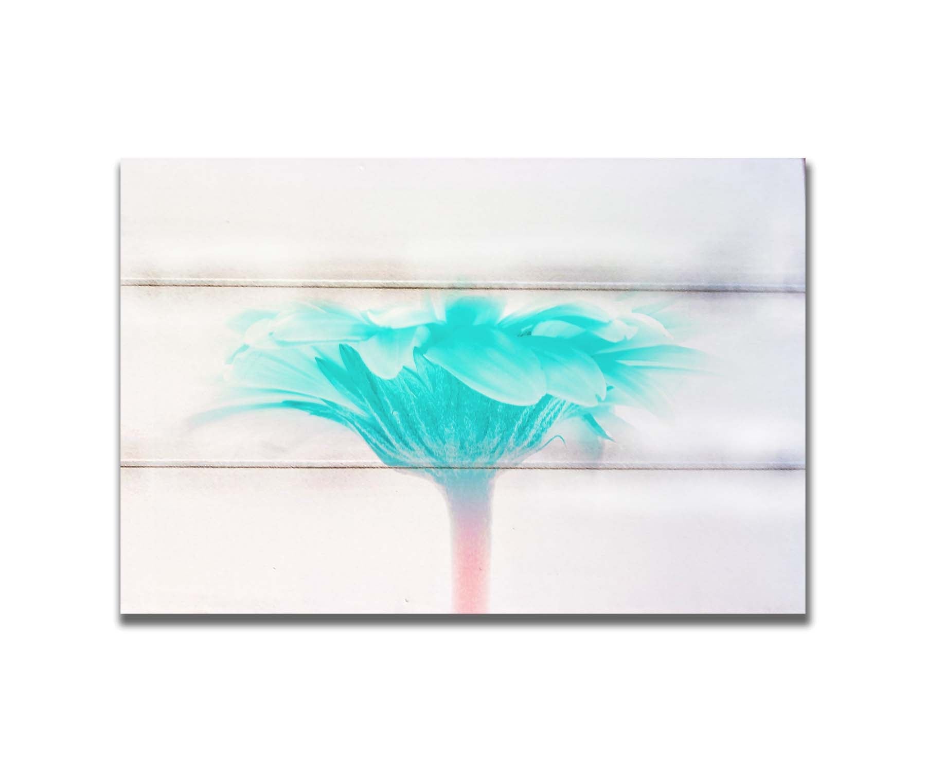 A photo of a side view of a brigt blue daisy against a white background. Printed on a box board.