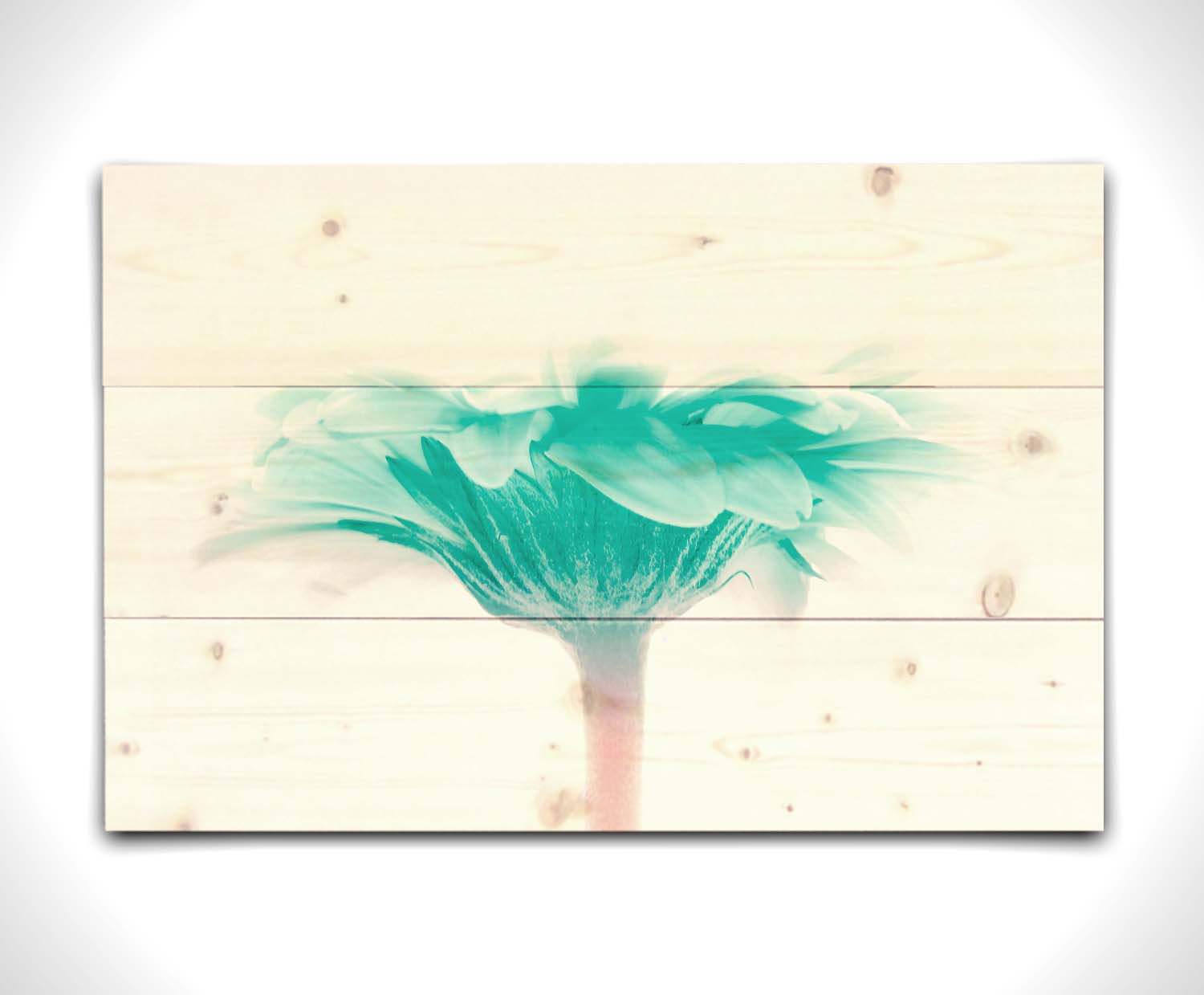 A photo of a side view of a bright blue daisy against a white background. Printed on a wood pallet.