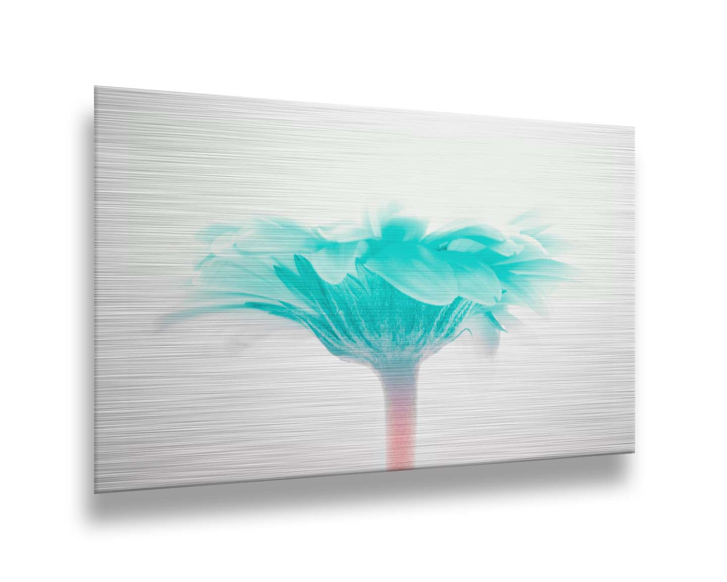 A photo of a side view of a bright blue daisy against a white background. Printed on metal.