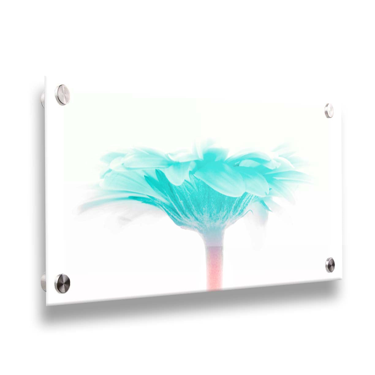 A photo of a side view of a bright blue daisy against a white background. Printed on acrylic.