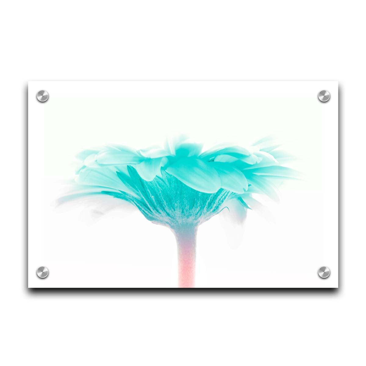A photo of a side view of a bright blue daisy against a white background. Printed on acrylic.