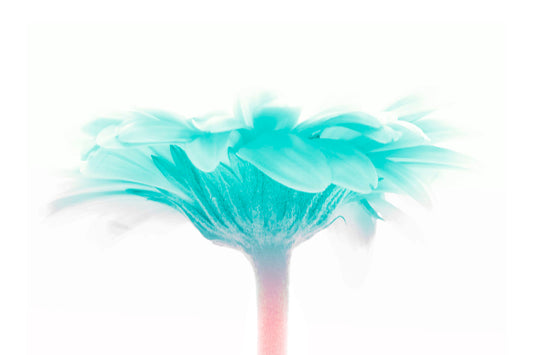 A photo of a side view of a bright blue daisy against a white background. 