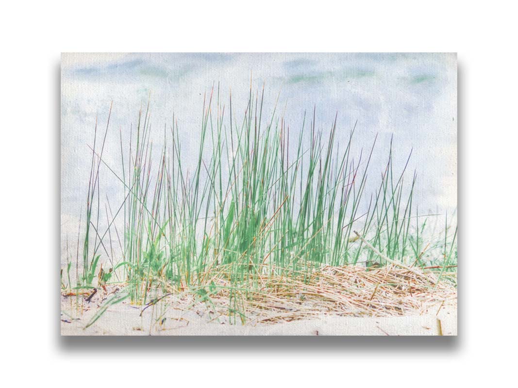 A photo of a patch of tall, green grass on a beach. Printed on canvas.