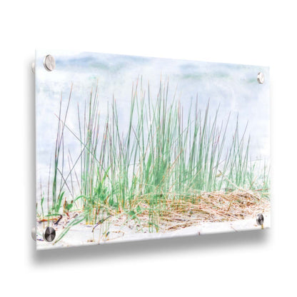 A photo of a patch of tall, green grass on a beach. Printed on acrylic.