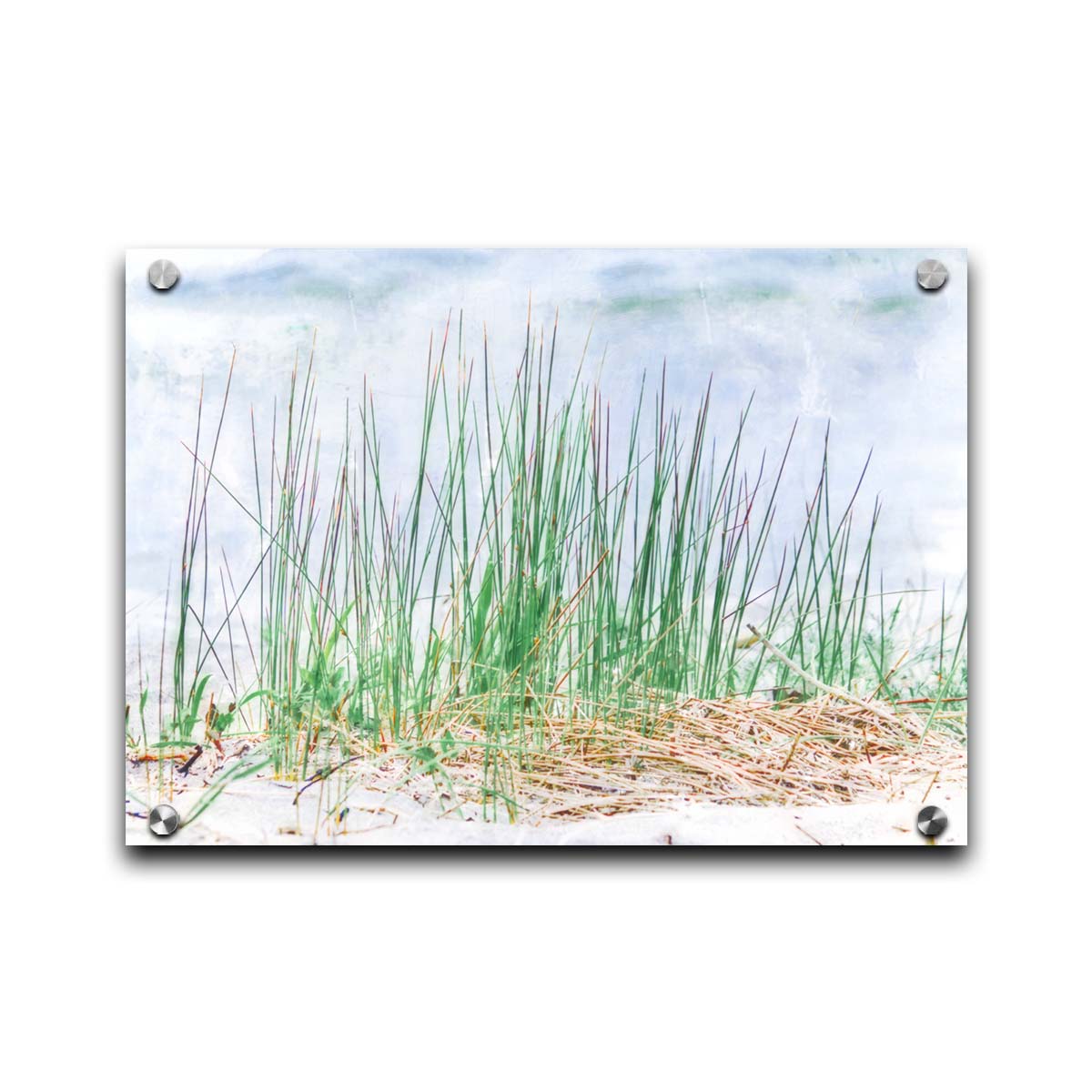 A photo of a patch of tall, green grass on a beach. Printed on acrylic.