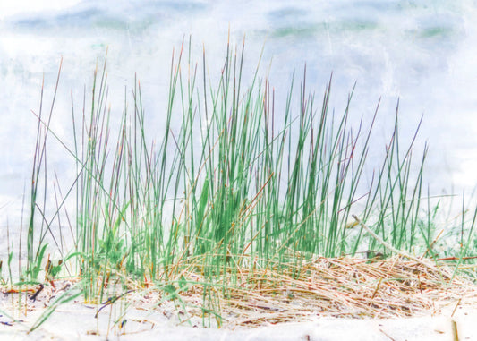 A photo of a patch of tall, green grass on a beach. 