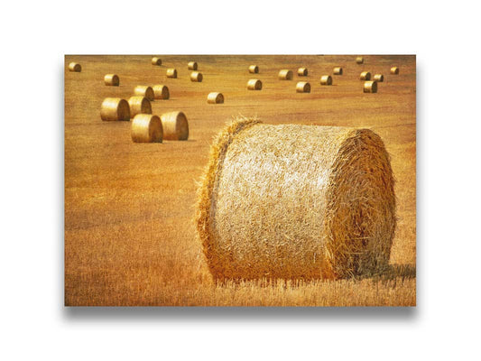 A photo of a field of freshly harvested and baled hay. Printed on canvas.