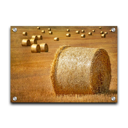 A photo of a field of freshly harvested and baled hay. Printed on acrylic.