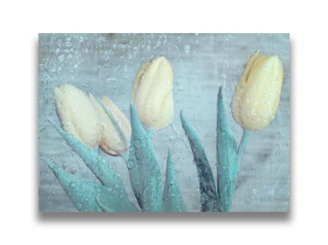 A photo of four white tulips against a gray background, overlayed with a texture of rainwater on glass. Printed on canvas.