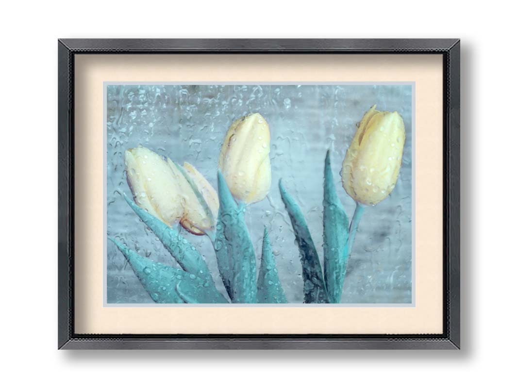 A photo of four white tulips against a gray background, overlaid with a texture of rainwater on glass. Printed on paper, matted, and framed.