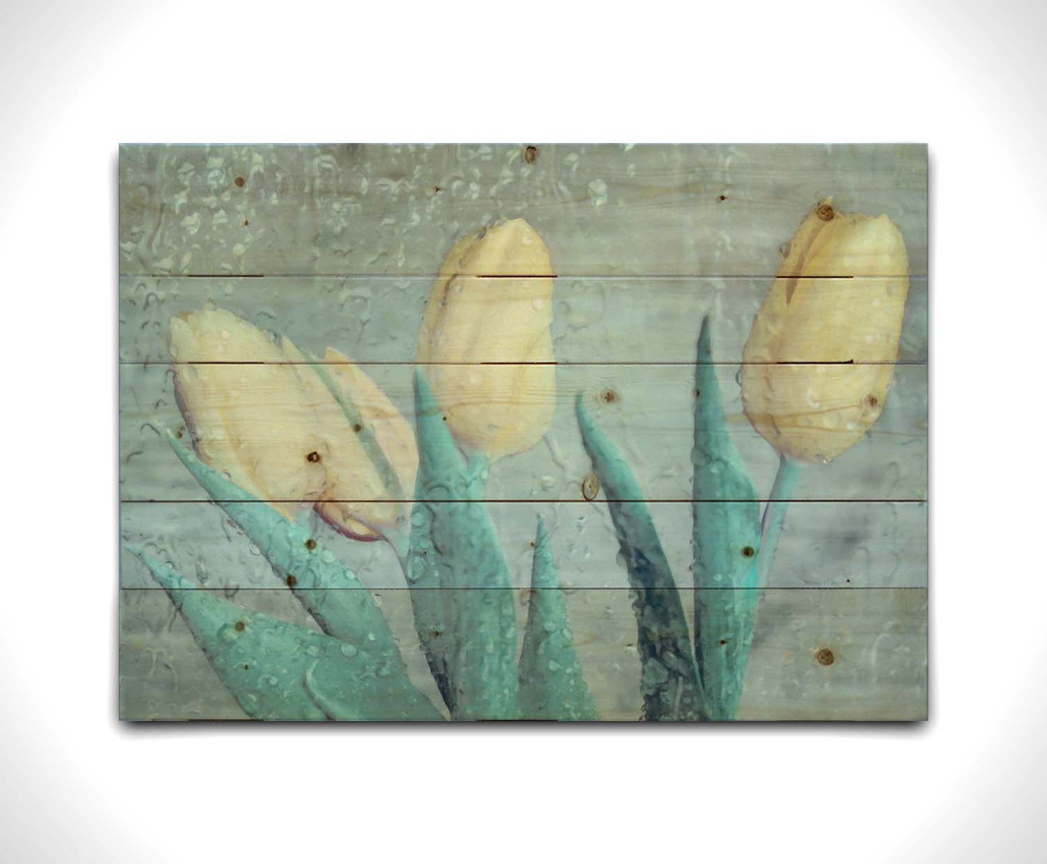 A photo of four white tulips against a gray background, overlaid with a texture of rainwater on glass. 