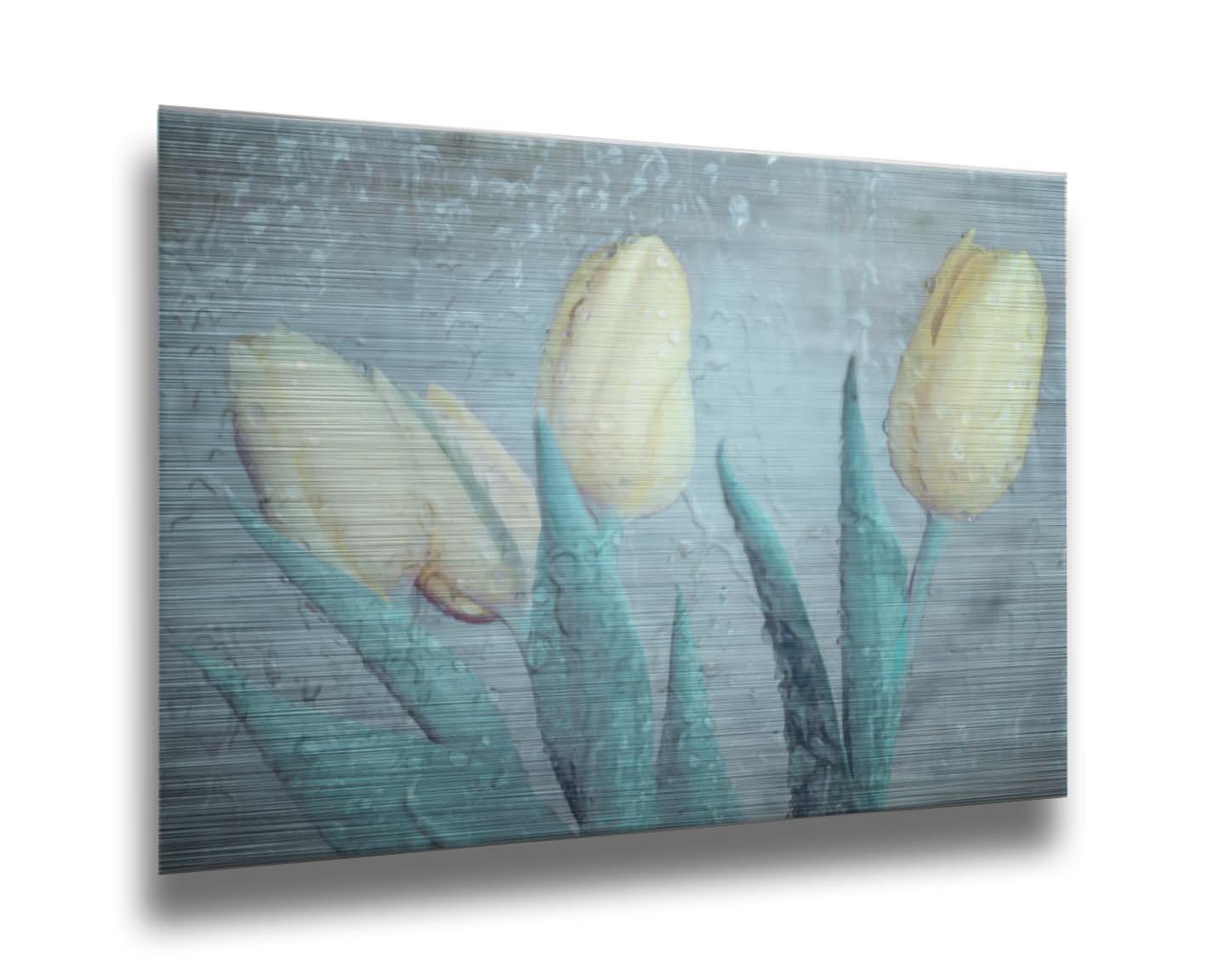 A photo of four white tulips against a gray background, overlaid with a texture of rainwater on glass. Printed on metal.