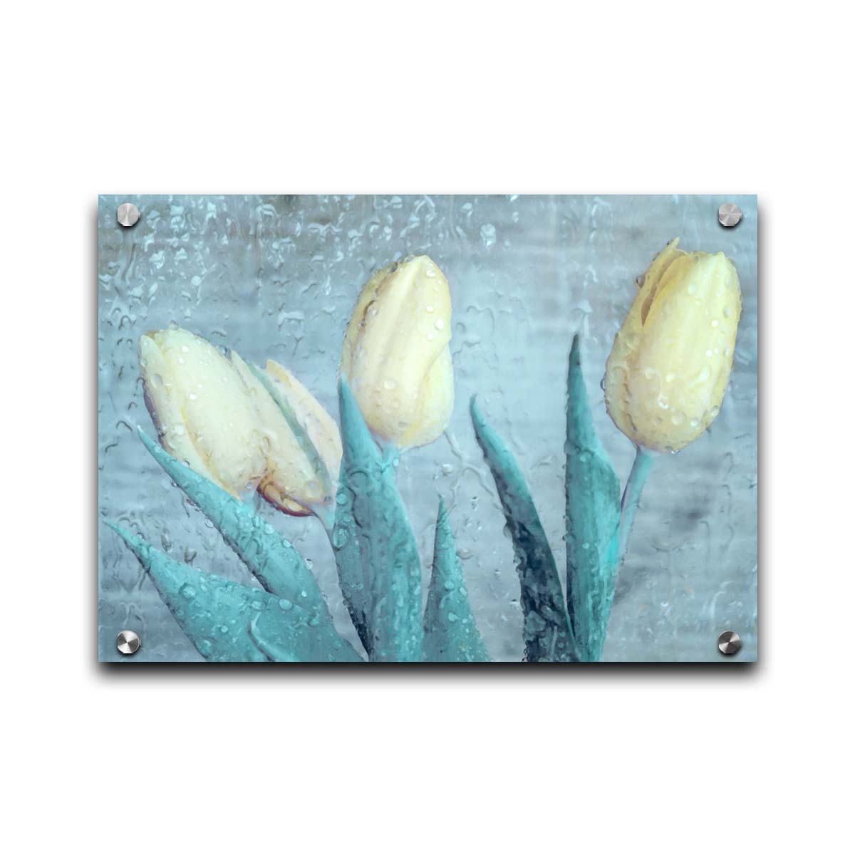 A photo of four white tulips against a gray background, overlaid with a texture of rainwater on glass. Printed on acrylic.