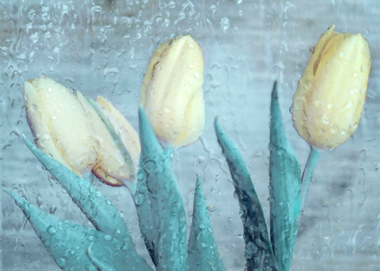 A photo of four white tulips against a gray background, overlaid with a texture of rainwater on glass.