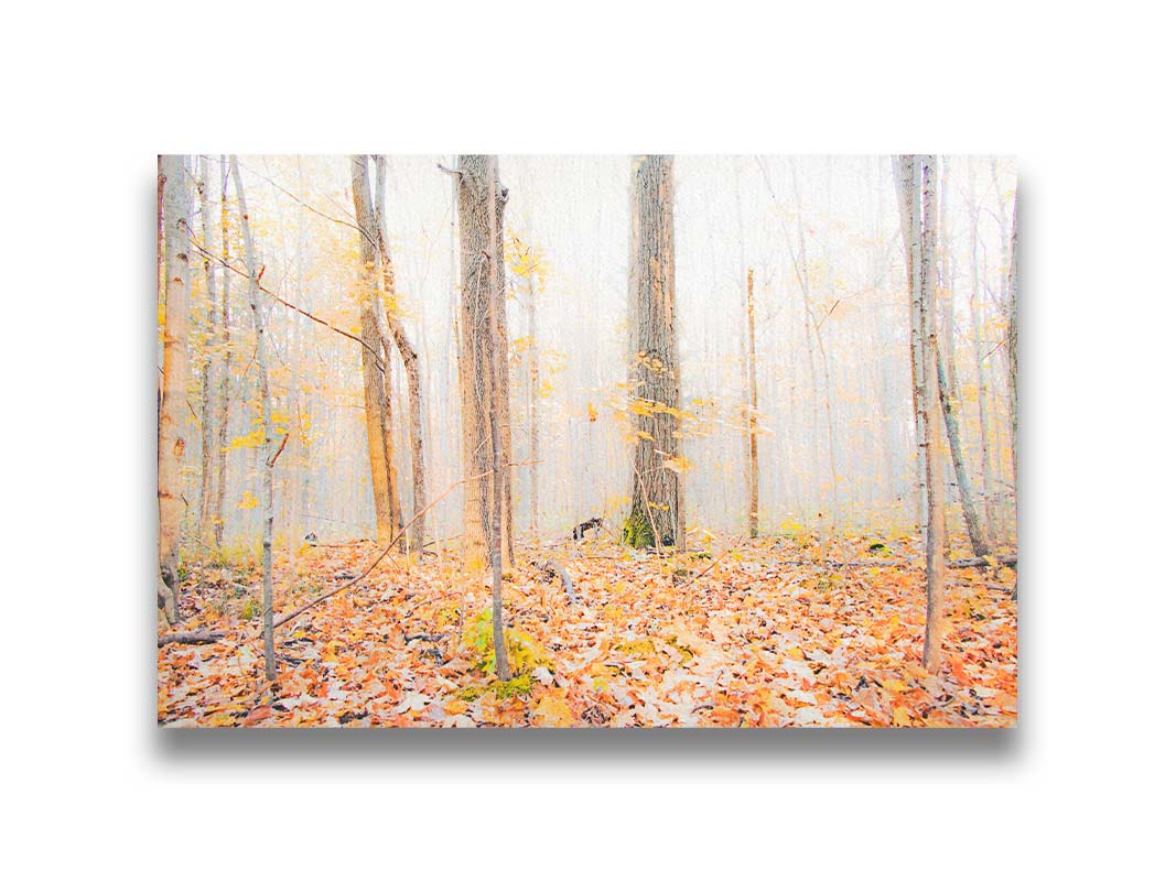 A photo of a forest in autumn on a bright morning, with orange leaves layering the ground. A pale fog obscures the trees in the far distance. Printed on canvas.