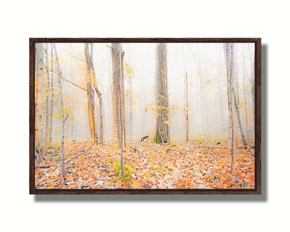 A photo of a forest in autumn on a bright morning, with orange leaves layering the ground. A pale fog obscures the trees in the far distance. Printed on canvas in a float frame.