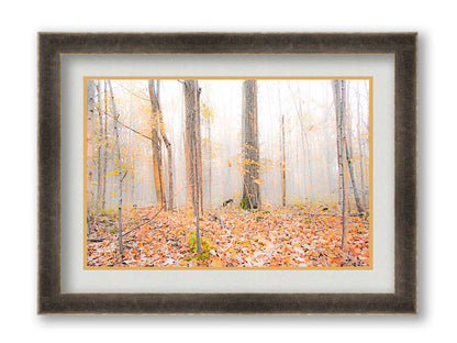 A photo of a forest in autumn on a bright morning, with orange leaves layering the ground. A pale fog obscures the trees in the far distance. Printed on paper, matted, and framed.