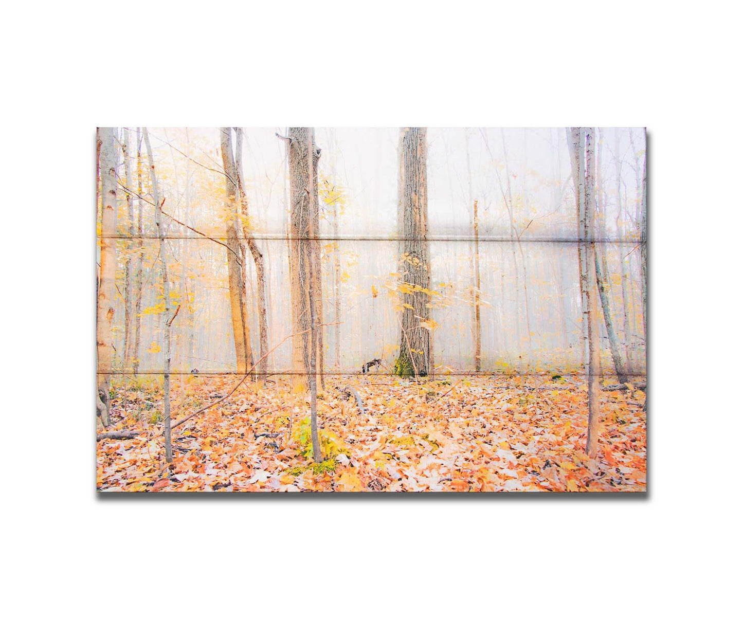 A photo of a forest in autumn on a bright morning, with orange leaves layering the ground. A pale fog obscures the trees in the far distance. Printed on a box board.